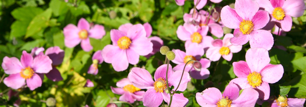 Bos anemoon in de tuin
